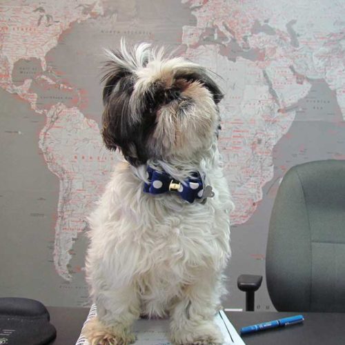 world cargo motivation dog