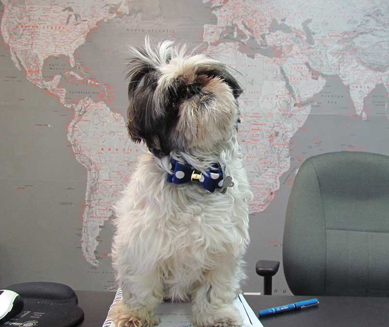 world cargo motivation dog