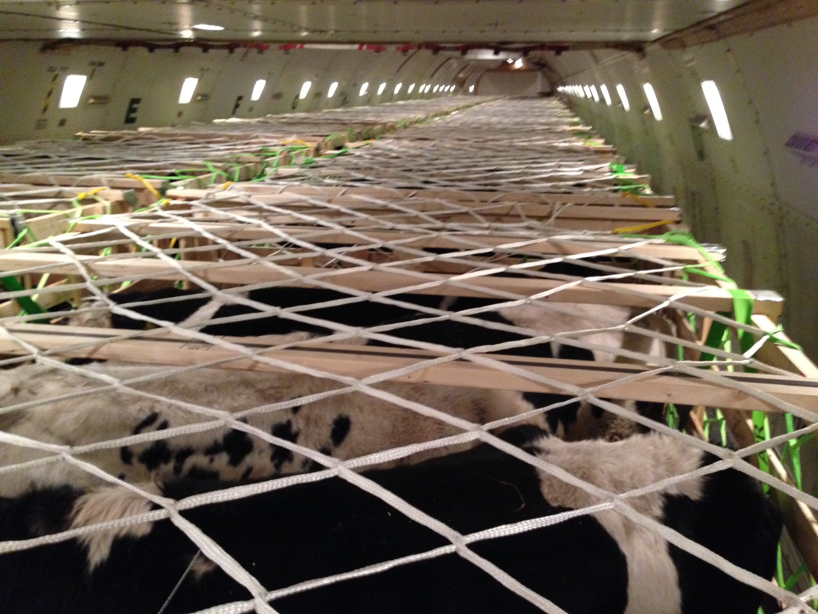 live stock on a plane